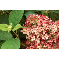 Kategorie <b>Produkt nicht gewünscht </b> - Hydrangea arborescens 'Ruby Annabelle' 40-60 cm