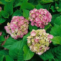 Kategorie <b>Produkt nicht gewünscht </b> - Hydrangea macrophylla 'Deutschland' 60-80 cm