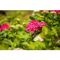 Kategorie <b>Produkt nicht gewünscht </b> - Hydrangea macrophylla 'Freudenstein' 30-40 cm