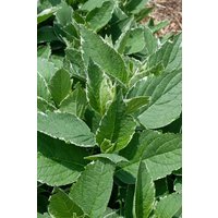 Kategorie <b>Produkt nicht gewünscht </b> - Hydrangea macrophylla 'Light-o-Day' 40-50 cm