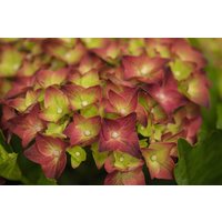 Kategorie <b>Blütensträucher und Ziergehölze </b> - Hydrangea macrophylla 'Magical Sapphire' 40-50 cm