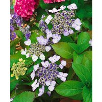 Kategorie <b>Produkt nicht gewünscht </b> - Hydrangea macrophylla 'Mariesii Perfecta' 40-60 cm