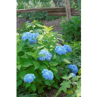 Kategorie <b>Produkt nicht gewünscht </b> - Hydrangea macrophylla 'Nikko Blue' 40-60 cm