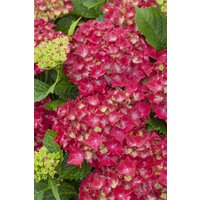 Kategorie <b>Produkt nicht gewünscht </b> - Hydrangea macrophylla 'Royal Red' 30-40 cm