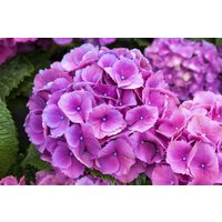 Kategorie <b>Produkt nicht gewünscht </b> - Hydrangea macrophylla 'Schöne Bautznerin lila' 30-40 cm