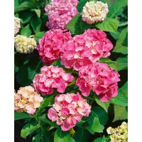 Kategorie <b>Produkt nicht gewünscht </b> - Hydrangea macrophylla 'Sibilla' 80-100 cm