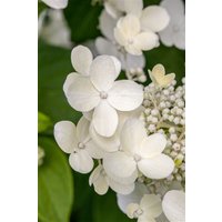 Kategorie <b>Produkt nicht gewünscht </b> - Hydrangea macrophylla 'Teller White' 30-40 cm