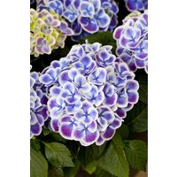 Kategorie <b>Produkt nicht gewünscht </b> - Hydrangea macrophylla 'Tivoli Blue' 30-40 cm