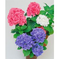 Kategorie <b>Produkt nicht gewünscht </b> - Hydrangea macrophylla 'Trio Mix' 50-60 cm