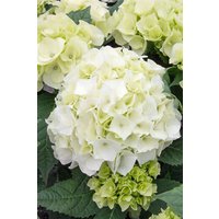 Kategorie <b>Produkt nicht gewünscht </b> - Hydrangea macrophylla 'Vanilla Sky' 30-40 cm