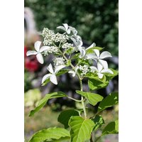 Kategorie <b>Produkt nicht gewünscht </b> - Hydrangea paniculata 'Great Star' 125-150 cm