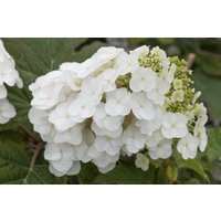 Kategorie <b>Produkt nicht gewünscht </b> - Hydrangea quercifolia 'Pee Wee' 30-40 cm