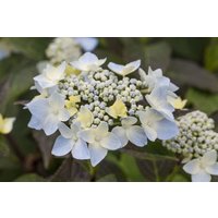 Kategorie <b>Produkt nicht gewünscht </b> - Hydrangea serrata 'Blue Deckle' 30-40 cm