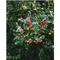 immergrüne Laubbäume - Ilex aquifolium 'Ferox Argentea' ca. 9x9 cm Topf (Wuchs jahreszeitlich)