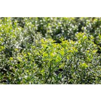 immergrüne Laubbäume - Ilex aquifolium 'Pyramidalis' 80-100 cm