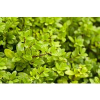 Kategorie <b>Blütensträucher und Ziergehölze </b> - Ilex crenata 'Dark Star' Kugel 45-50 cm