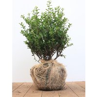 Kategorie <b>Blütensträucher und Ziergehölze </b> - Ilex crenata 'Dark Star' 40-50 cm