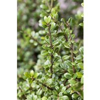 Kategorie <b>Blütensträucher und Ziergehölze </b> - Ilex crenata 'Fructu Luteo' 25-30 cm