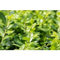 Kategorie <b>Blütensträucher und Ziergehölze </b> - Ilex crenata 'Hetzii' Kugel 70-80 cm