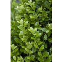 Kategorie <b>Blütensträucher und Ziergehölze </b> - Ilex crenata 'Luxus Hedge' 15-20 cm