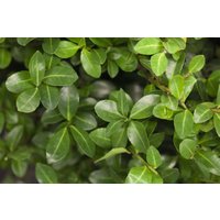 Kategorie <b>Blütensträucher und Ziergehölze </b> - Ilex crenata 'Maxima' Kugel 45-60 cm