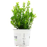 Kategorie <b>Blütensträucher und Ziergehölze </b> - Ilex crenata 'Robustico' 20-25 cm