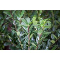Kategorie <b>Blütensträucher und Ziergehölze </b> - Ilex crenata 'Robustico' Kugel 25-30 cm