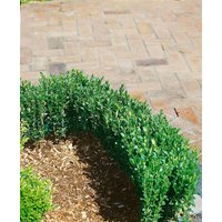 Kategorie <b>Blütensträucher und Ziergehölze </b> - Ilex crenata 'Zwischenahn' 125-150 cm