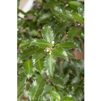 Kategorie <b>immergrüne Laubbäume </b> - Ilex meserveae 'Golden Girl' 125-150 cm