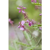 Kategorie <b>Produkt nicht gewünscht </b> - Indigofera himalayensis 'Silk Road' 30-40 cm