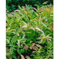Kategorie <b>Produkt nicht gewünscht </b> - Itea virginica 'Little Henry' 30-40 cm