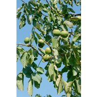 Kategorie <b>Nüsse </b> - Juglans regia 'Lake' CAC 150-200 cm