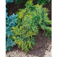 Kategorie <b>Nadelbäume u. Koniferen </b> - Juniperus chinensis Blue and Gold 20-25 cm