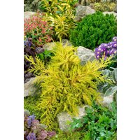 Kategorie <b>Nadelbäume u. Koniferen </b> - Juniperus chinensis 'Goldstar' 15-20 cm