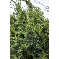 Kategorie <b>Nadelbäume u. Koniferen </b> - Juniperus chinensis 'Keteleeri' 125-150 cm