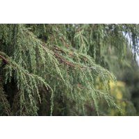 Kategorie <b>Produkt nicht gewünscht </b> - Juniperus communis 'Horstmann' 150-175 cm
