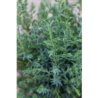 Kategorie <b>Produkt nicht gewünscht </b> - Juniperus communis 'Sentinel' 30-40 cm