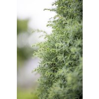 Kategorie <b>Produkt nicht gewünscht </b> - Juniperus communis 'Sieben Steinhäuser' 150-175 cm