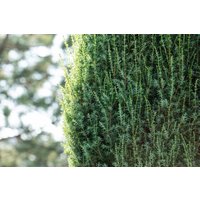 Kategorie <b>Produkt nicht gewünscht </b> - Juniperus communis 'Suecica' 40-60 cm
