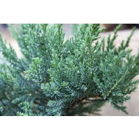 Kategorie <b>Nadelbäume u. Koniferen </b> - Juniperus sabina 'Tam No Blight' 30-40 cm