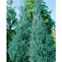 Kategorie <b>Nadelbäume u. Koniferen </b> - Juniperus virginiana 'Burkii' 100-125 cm