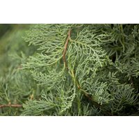 Kategorie <b>Nadelbäume u. Koniferen </b> - Juniperus virginiana 'Grey Owl' 40-60 cm