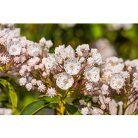 Kategorie <b>Blütensträucher und Ziergehölze </b> - Kalmia latifolia 'Elf' 20-30 cm