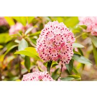 Kategorie <b>Blütensträucher und Ziergehölze </b> - Kalmia latifolia 'Moyland' 15-20 cm
