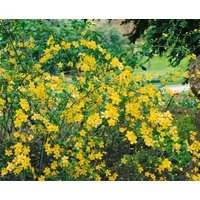 Kategorie <b>Blütensträucher und Ziergehölze </b> - Kerria japonica 'Golden Guinea' 40-60 cm