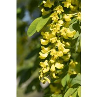 Kategorie <b>Blütensträucher und Ziergehölze </b> - Laburnum anagyroides 'Sunspire' 80 cm Stammhöhe