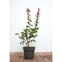 Kategorie <b>Produkt nicht gewünscht </b> - Lagerstroemia indica 'Dynamite' 60-80 cm