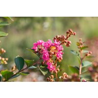 Kategorie <b>Produkt nicht gewünscht </b> - Lagerstroemia indica 'Petite Pink' 40-60 cm