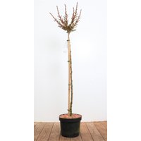 Nadelbäume u. Koniferen - Larix kaempferi 'Grey Pearl' 80 cm Stammhöhe