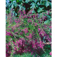 Kategorie <b>Blütensträucher und Ziergehölze </b> - Lespedeza bicolor 30-40 cm